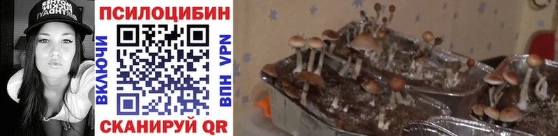 МЕГА вход маркетплейс какой сайт Андреаполь Псилоцибиновые грибы ЛСД как найти наркотики